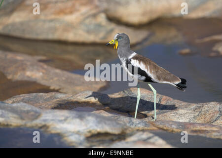 Whitecrowned pavoncella (plover), Vanellus albiceps, Kruger National Park, Sud Africa Foto Stock