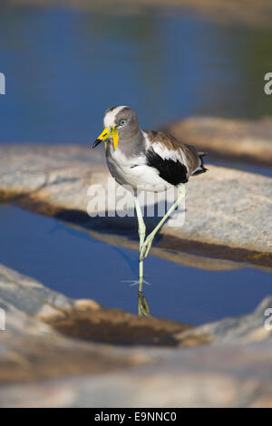 Whitecrowned pavoncella (plover), Vanellus albiceps, Kruger National Park, Sud Africa Foto Stock