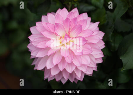 Dahlia 'Morelia' in un confine erbacee. Foto Stock