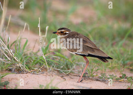 Courser Bronzewinged, Rhinoptilus chalcopterus, Kgalagadi Parco transfrontaliero, Sud Africa Foto Stock