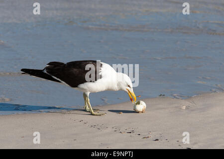 Cape gabbiano, Larus vetula, mangiare African penguin uovo, Spheniscus demersus, Table Mountain National Park, Cape Town, Sud Africa Foto Stock