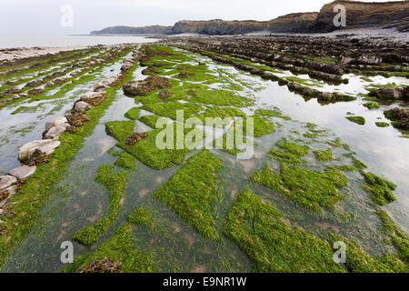 Geological strati di roccia a Kilve Beach, Somerset REGNO UNITO - parte di un grande sito di particolare interesse scientifico (SSSI) Foto Stock