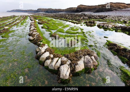 Geological strati di roccia a Kilve Beach, Somerset REGNO UNITO - parte di un grande sito di particolare interesse scientifico (SSSI) Foto Stock