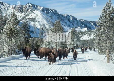 Bison su strada durante l'inverno nel Parco Nazionale di Yellowstone Foto Stock