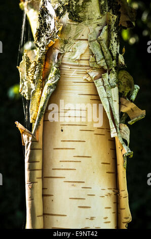 Peeling corteccia vecchia sul tronco di betula jacquemontii 'Silver Shadow' nel mese di ottobre Foto Stock