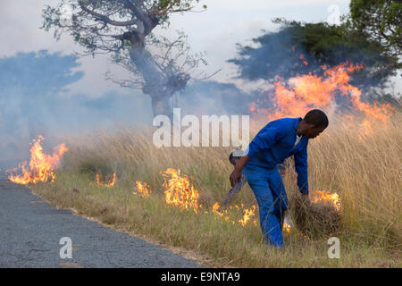 Bruciando controllato per creare parafuoco nella parte anteriore del fuoco selvaggio, iMfolozi Game Reserve, Kwazulu Natal, Sud Africa, Giugno 2012 Foto Stock