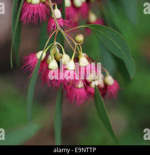 Fioritura di eucalipto ramo di albero Foto Stock