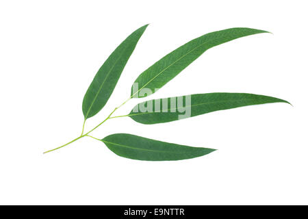 Eucalipto foglie isolati su sfondo bianco Foto Stock