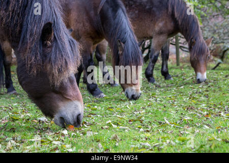 Tre Exmoor pony al pascolo. Foto Stock