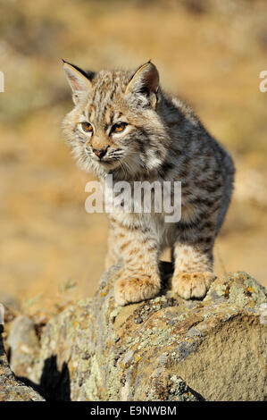 Bobcat (Lynx rufus) captive gattino nel tardo autunno habitat di montagna, captive sollevato campione Bozeman, Montana, USA Foto Stock