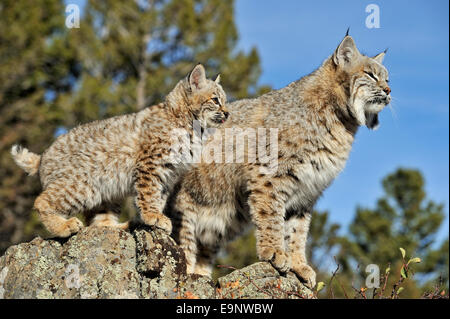 Bobcat (Lynx rufus) captive gattini e adulto nel tardo autunno habitat di montagna, captive sollevato campione Bozeman, Montana, USA Foto Stock