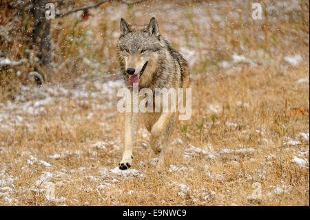 Lupo (Canis lupus) nel tardo autunno habitat di montagna (captive sollevato campione), Bozeman, Montana, USA Foto Stock