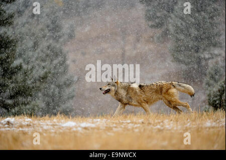 Lupo (Canis lupus) nel tardo autunno habitat di montagna (captive sollevato campione), Bozeman, Montana, USA Foto Stock