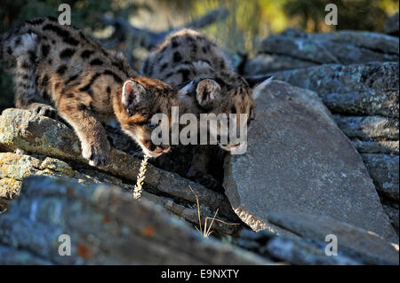 Mountain lion, Puma, Puma (Puma concolor) captive cuccioli nati nel tardo autunno habitat di montagna, captive sollevato campione Bozeman, Montana, USA Foto Stock