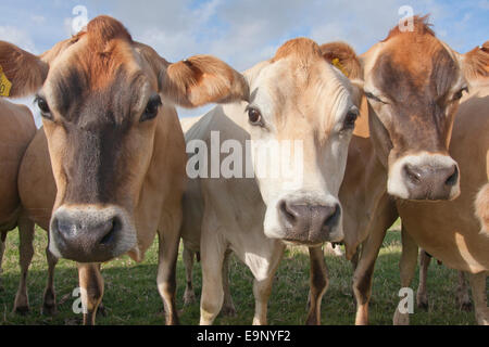 Allevamento di curioso mucche Jersey, Isola di Wight Foto Stock