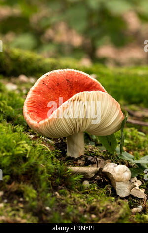 Fungo rosso russula nella foresta Foto Stock