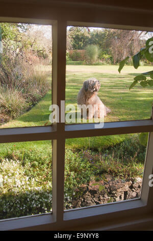 Irish Wheaten terrier, cane adulto visto attraverso la finestra seduti in giardino Foto Stock