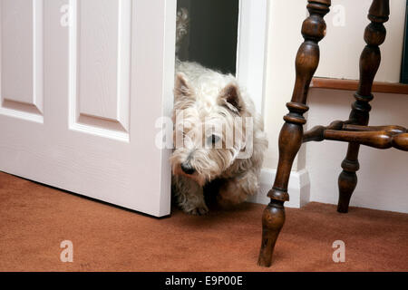 West Highland White Terrier proveniente attraverso lo sportello Foto Stock