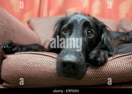 Piatto nero rivestite retriever giovane cane su una sedia Foto Stock
