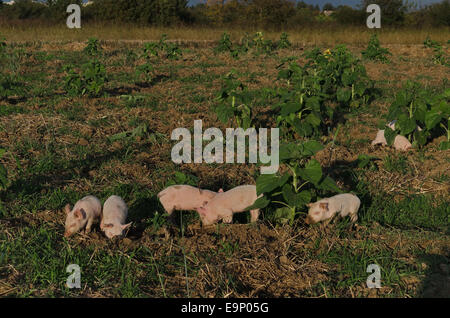 I suinetti di mangiare l'erba fresca e radice dig circa nel prato. Foto Stock