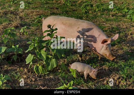 Sow biologico e la sua suinetti mangiare l'erba fresca in un prato. Foto Stock