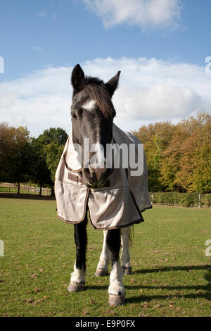 Cavallo in pascolo indossando giacca impermeabile, Sussex, Inghilterra Foto Stock