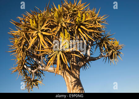 Faretra albero in fiore, Aloe dichotoma, Quiver tree forest, Keetmanshoop, Namibia, Africa Foto Stock