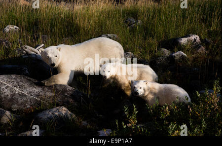 Orso polare & Lupetti, Guarnizione River, Canada Foto Stock