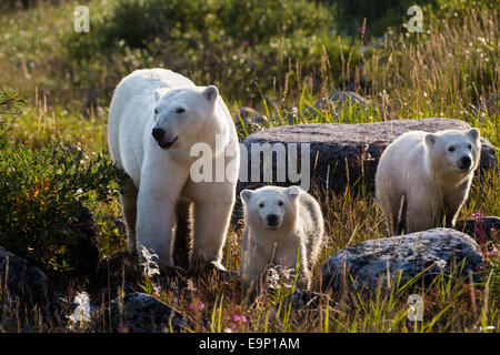 Orso polare & Lupetti, Guarnizione River, Canada Foto Stock