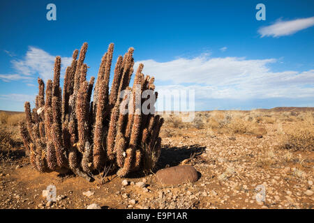 Gordon's (Hoodia Hoodia gordonii), Tanqua Karoo national park, Sud Africa, Febbraio 2012 Foto Stock