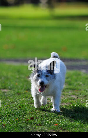 Piccolo white terrier cane godendo passeggiata nel parco Foto Stock