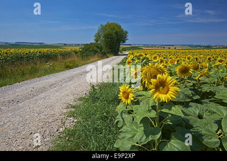 Campi di girasoli, bassa Franconia, Baviera, Germania Foto Stock