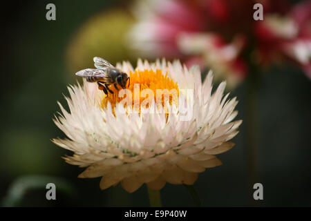 White uvularia e bee Foto Stock