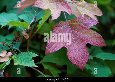 Aceri rossi Foto Stock