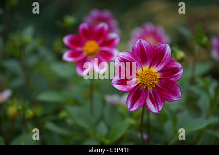 Single Dahlias rosa con petali Foto Stock