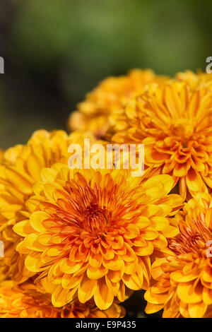 Colorata giallo arancio mamma o crisantemo fiori che sbocciano in giardino Foto Stock