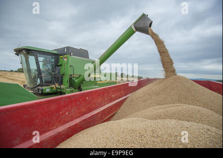 Orzo (Hordeum vulgare) raccolto, mietitrebbia John Deere Harvester lo scarico granella raccolta nel rimorchio sotto il cielo nuvoloso, pilling, Preston, Lancashire, Inghilterra, Agosto Foto Stock