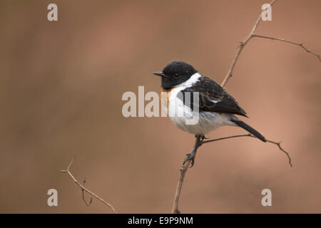 Stonechat africana (Saxicola torquatus) maschio adulto, appollaiato su stelo sulla caldera vulcanica rim, il cratere di Ngorongoro, Tanzania, Luglio Foto Stock