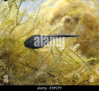 Il rospo comune Tadpole - Bufo bufo Foto Stock