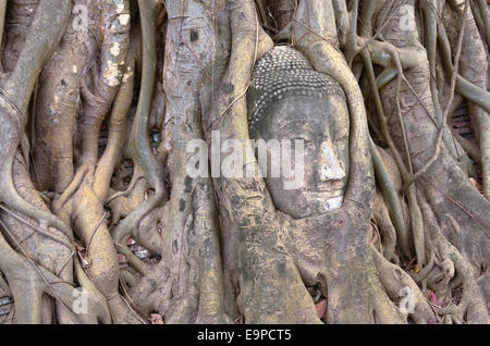 Statua del Buddha tra radici, Wat Mahathat tempio, Ayutthaya, Thailandia Foto Stock