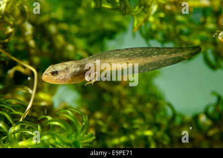 Rana comune Tadpole - Rana temporaria Foto Stock