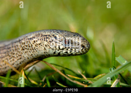 Slow-worm - Anguis fragilis Foto Stock