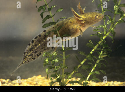 Grande tritone crestato - Triturus cristatus Foto Stock