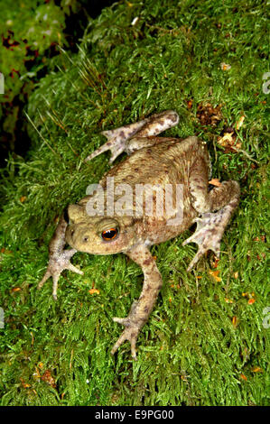 Il rospo comune - Bufo bufo Foto Stock