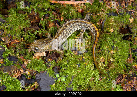 Grande tritone crestato - Triturus cristatus Foto Stock