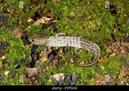 Grande tritone crestato - Triturus cristatus Foto Stock