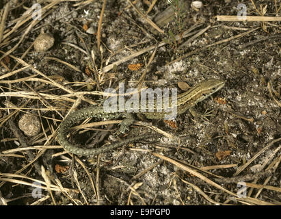 Comune di lucertola - Lacerta vivipara Foto Stock