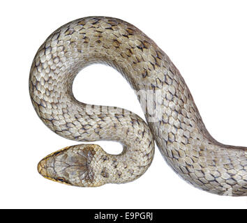 Liscia - Serpente Coronella austriaca Foto Stock