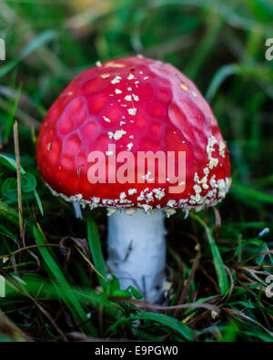 Chiusura del fungo rosso. In Inghilterra. Foto Stock