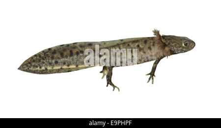 Grande tritone crestato - Triturus cristatus Foto Stock